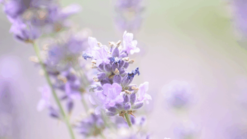 Intervention S.A.F.E Center